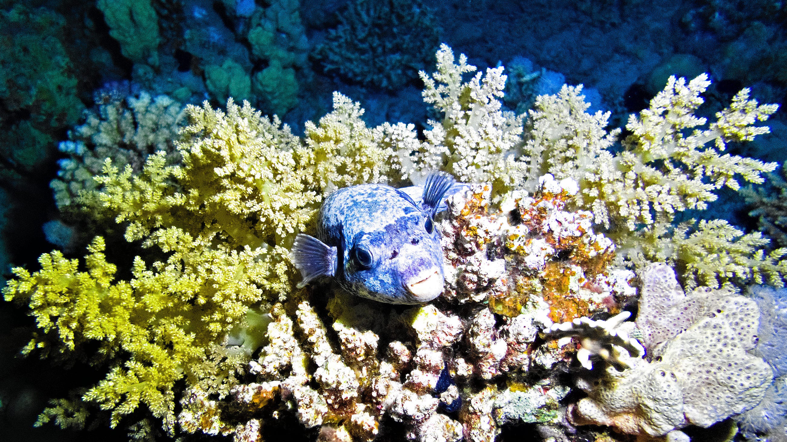 The End of the “Coral Event”: Why 2026 Climate Data Signals a Permanent Shift in Our Oceans