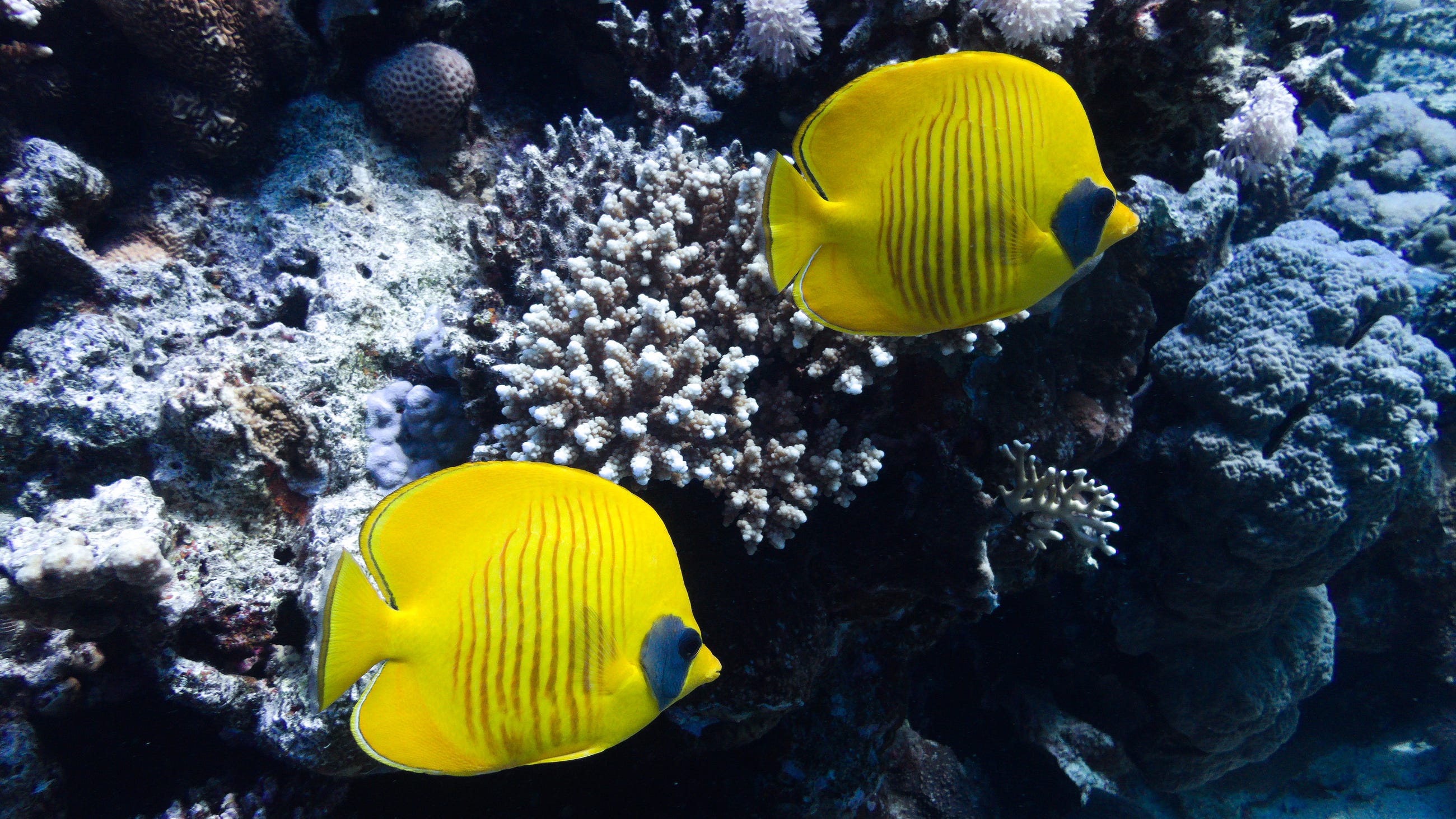 Beneath the Breaking Point: 21 Million Observations Reveal the Survival Math of the World’s Coral…
